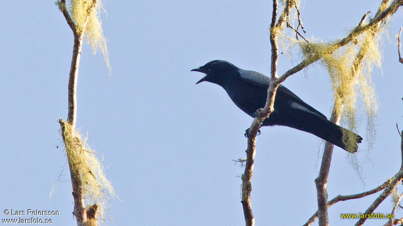 Black-bellied Cuckooshrike