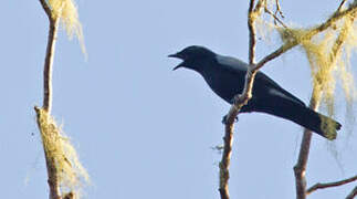 Black-bellied Cuckooshrike