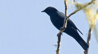 Black-bellied Cuckooshrike