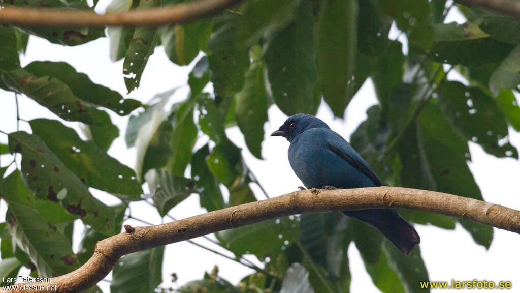 Échenilleur bleuadulte, identification