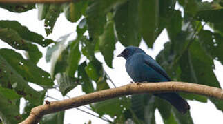 Blue Cuckooshrike