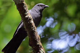 South Melanesian Cuckooshrike