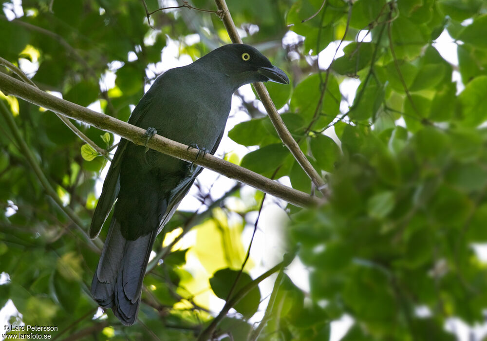 South Melanesian Cuckooshrike