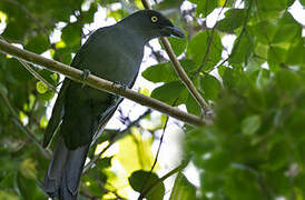 South Melanesian Cuckooshrike