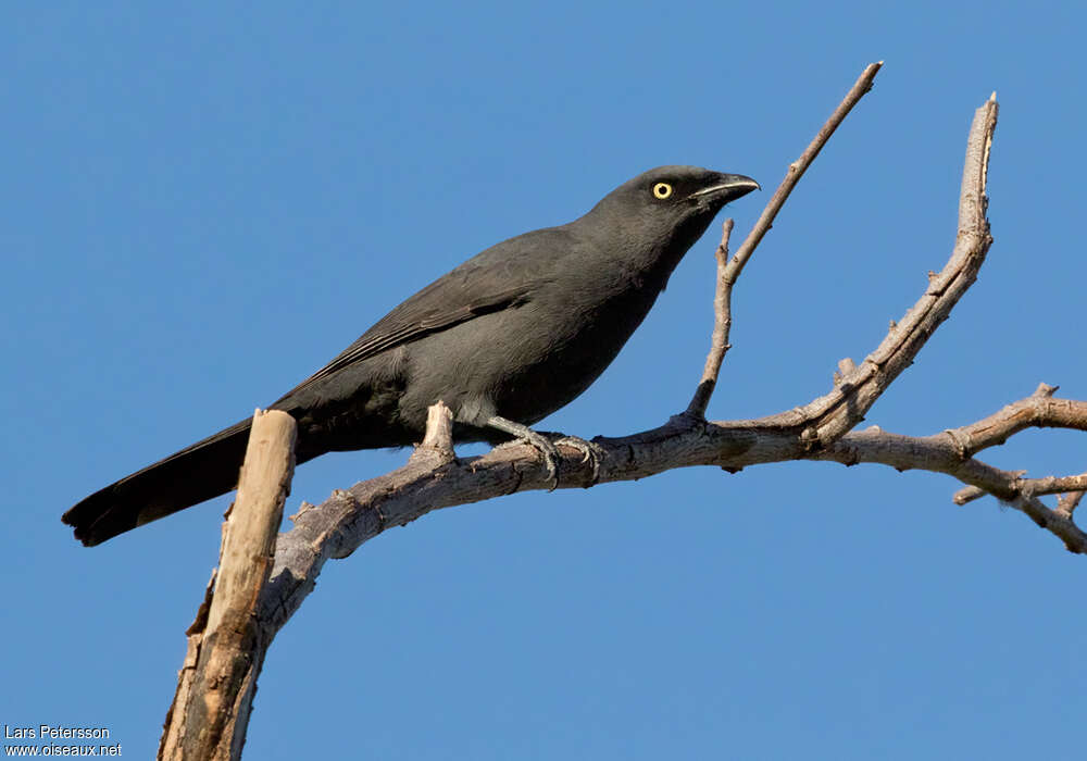 Échenilleur calédonienadulte, identification