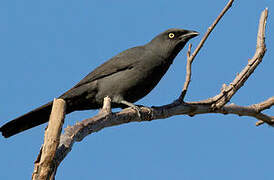 South Melanesian Cuckooshrike