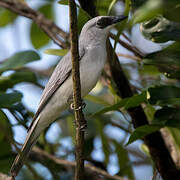 White-bellied Cuckooshrike