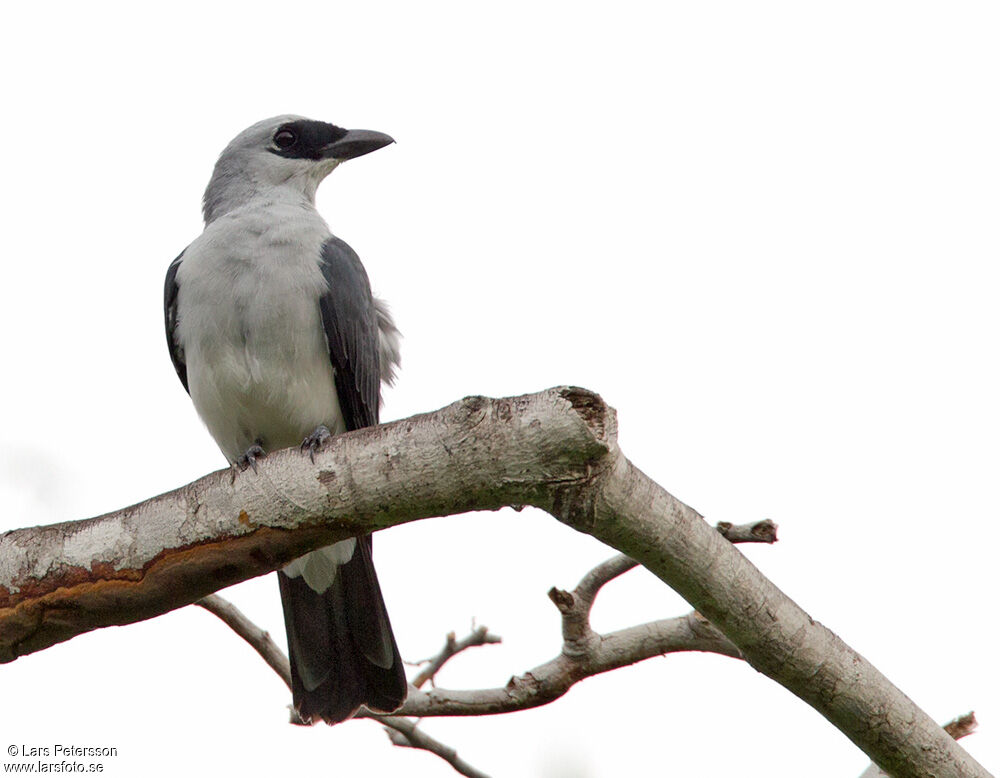 White-bellied Cuckooshrike