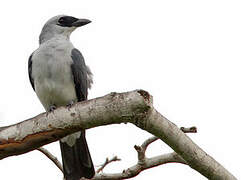 White-bellied Cuckooshrike