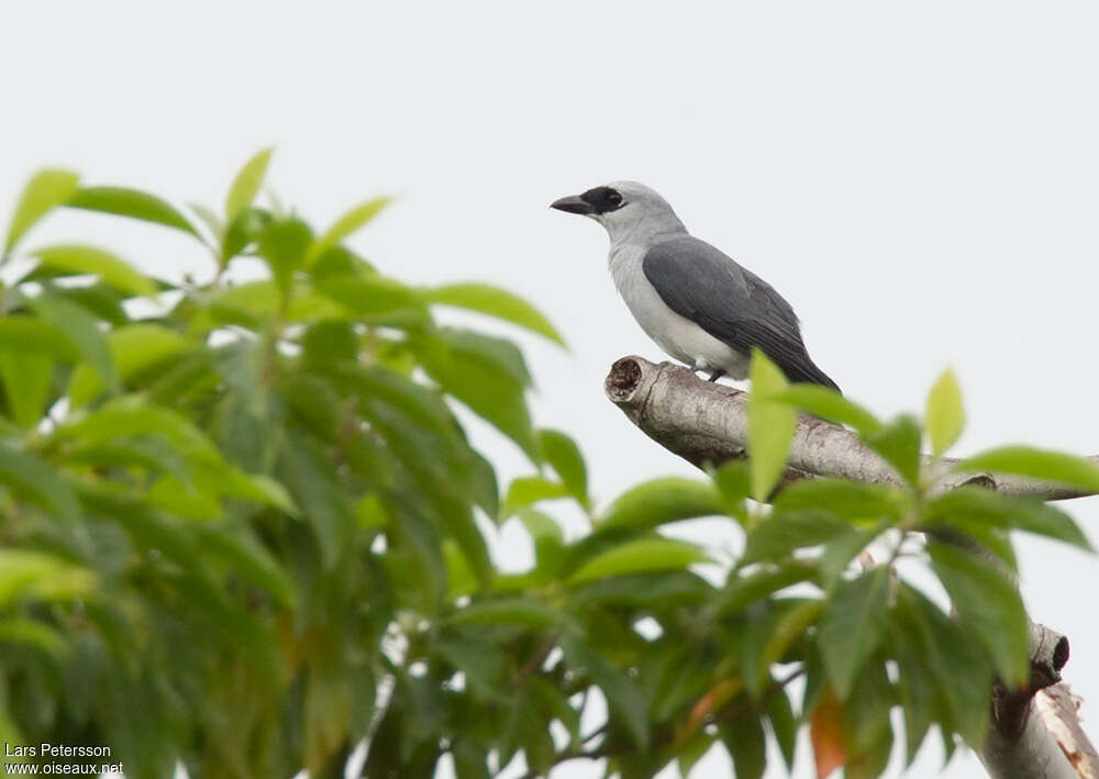 White-bellied Cuckooshrikeadult, habitat