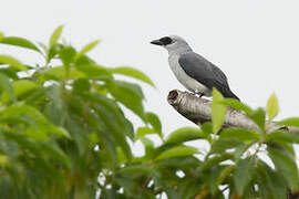 White-bellied Cuckooshrike