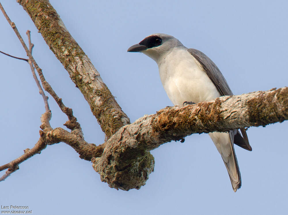 White-bellied Cuckooshrikeadult