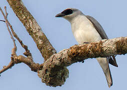 White-bellied Cuckooshrike