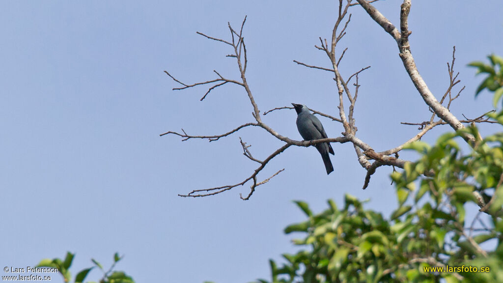 Boyer's Cuckooshrike