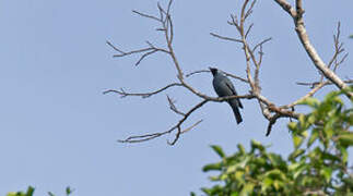 Boyer's Cuckooshrike