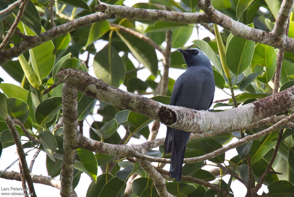 Boyer's Cuckooshrike male adult