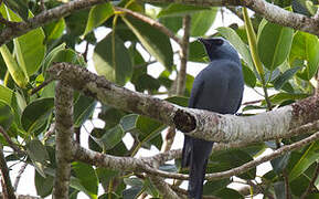 Boyer's Cuckooshrike