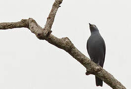 Boyer's Cuckooshrike