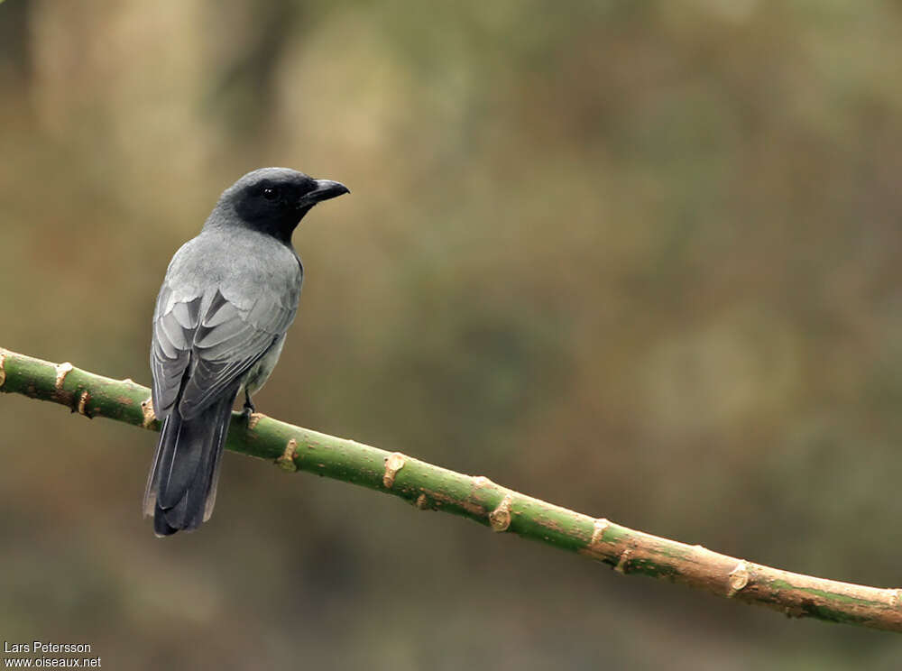 Sunda Cuckooshrike