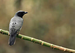 Sunda Cuckooshrike