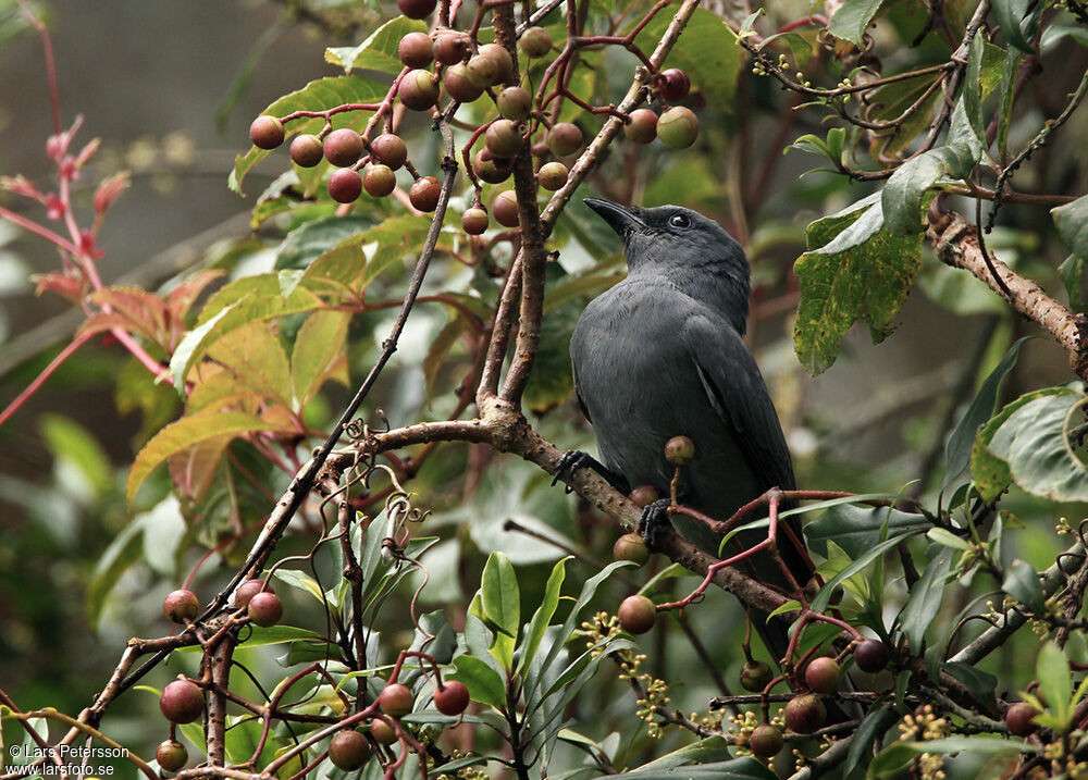 Sunda Cuckooshrike