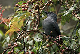 Sunda Cuckooshrike