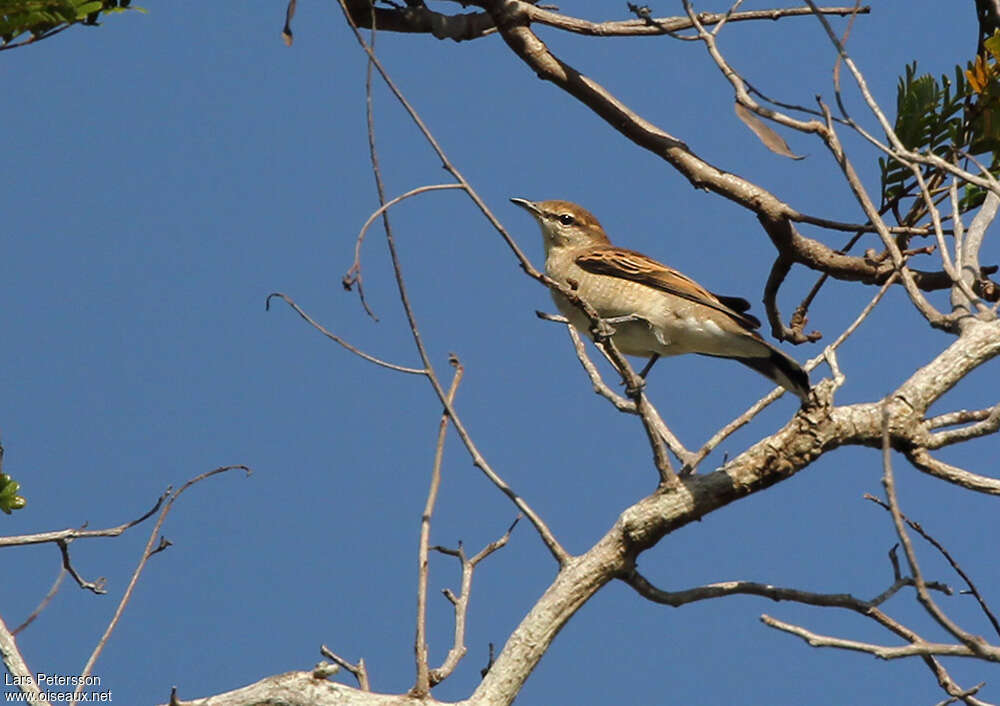 White-shouldered Triller female adult, identification