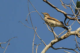 White-shouldered Triller