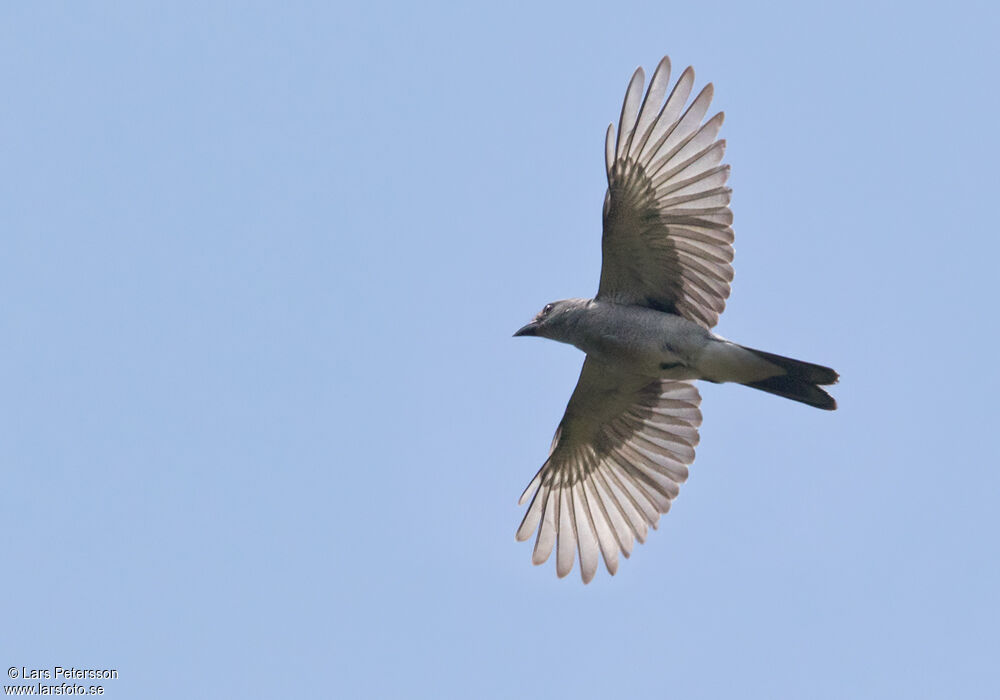 Large Cuckooshrike