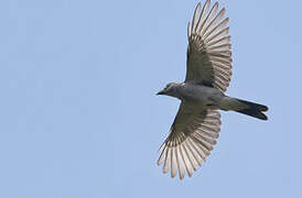 Large Cuckooshrike