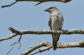 Large Cuckooshrike