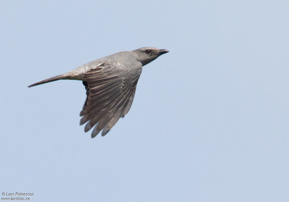 Large Cuckooshrike