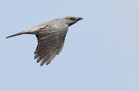 Large Cuckooshrike