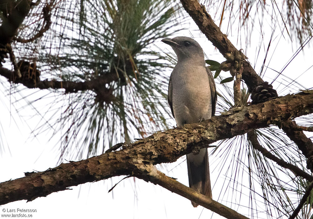 Large Cuckooshrike