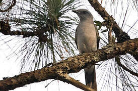 Large Cuckooshrike