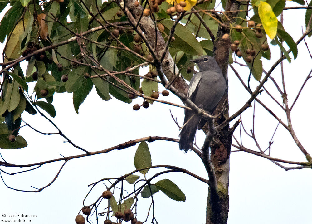 Malaita Cicadabird