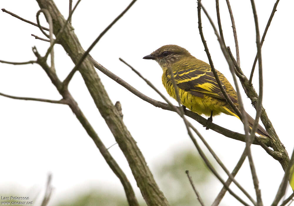 Échenilleur de Petit femelle adulte, identification