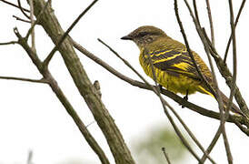 Petit's Cuckooshrike