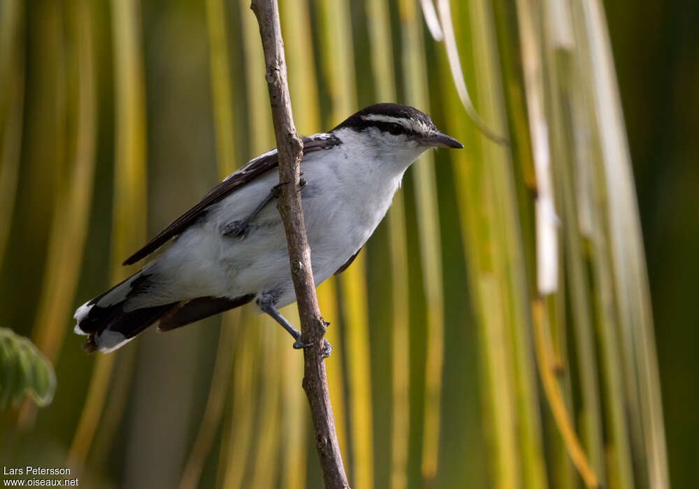 Polynesian Triller male adult, habitat