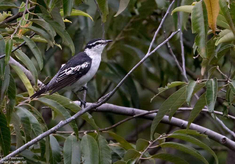 Polynesian Triller male adult, habitat