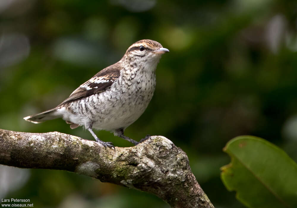 Polynesian Triller female adult, identification