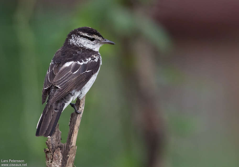 Polynesian Triller male adult, identification