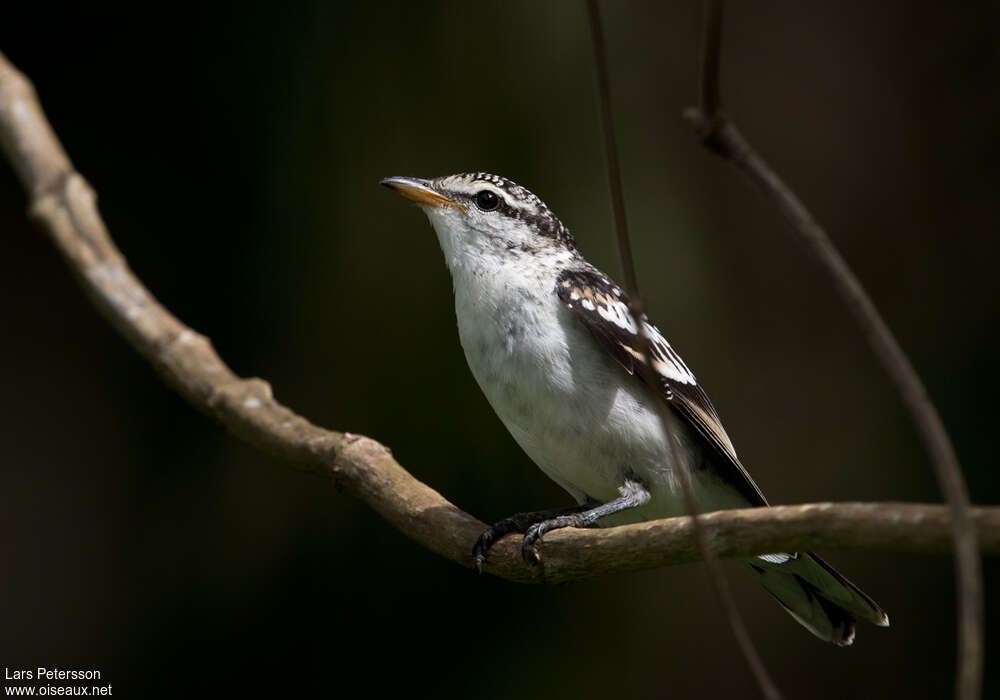 Échenilleur de Polynésie mâle adulte, identification