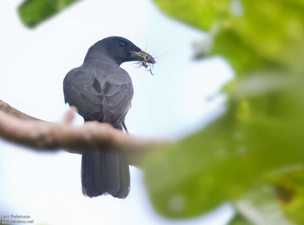 North Melanesian Cuckooshrike