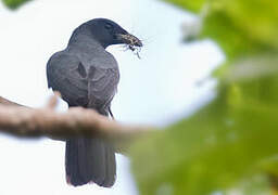 North Melanesian Cuckooshrike