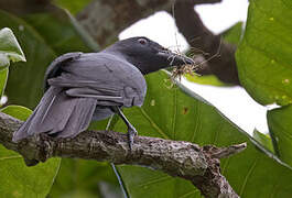 North Melanesian Cuckooshrike