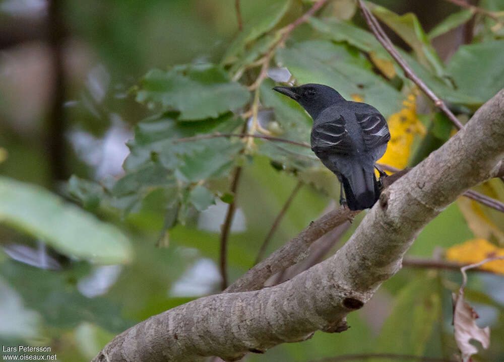 Grey-capped Cicadabirdadult