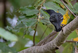 Grey-capped Cicadabird