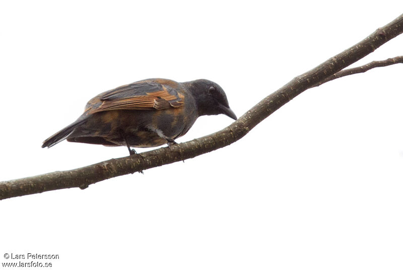 Grey-capped Cicadabird