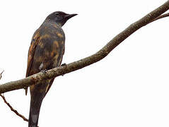 Grey-capped Cicadabird